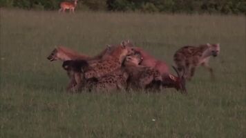 Topi getting eaten alive by hyenas