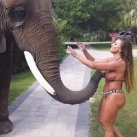 Horny elephant encounters happy embarrassed girl