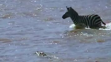 Zebra gets swarmed and eaten alive by Crocodiles