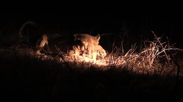 Lioness slowly but surely killing a honey badger