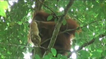 Orangutans eating a Slow Loris