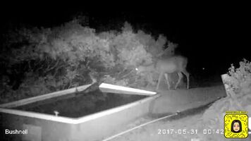 trail cam captures mountain lion catch a deer